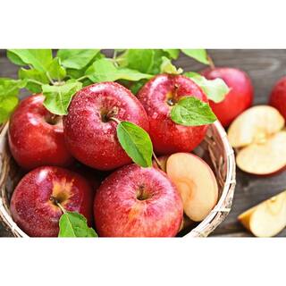 Garden  Grove 3 ft. Honeycrisp Apple Tree with Large Delicioulsy Sweet Fruit Perfect for Eating Fresh FTAP201