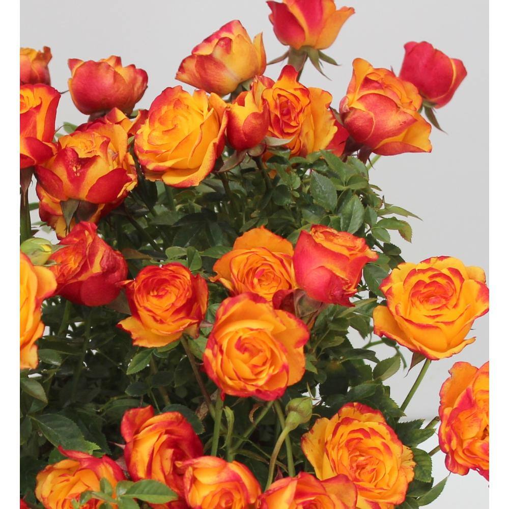 national PLANT NETWORK 4 in. Teddy Bear Mini Rose with Orange Flowers (3-Piece) HD1069