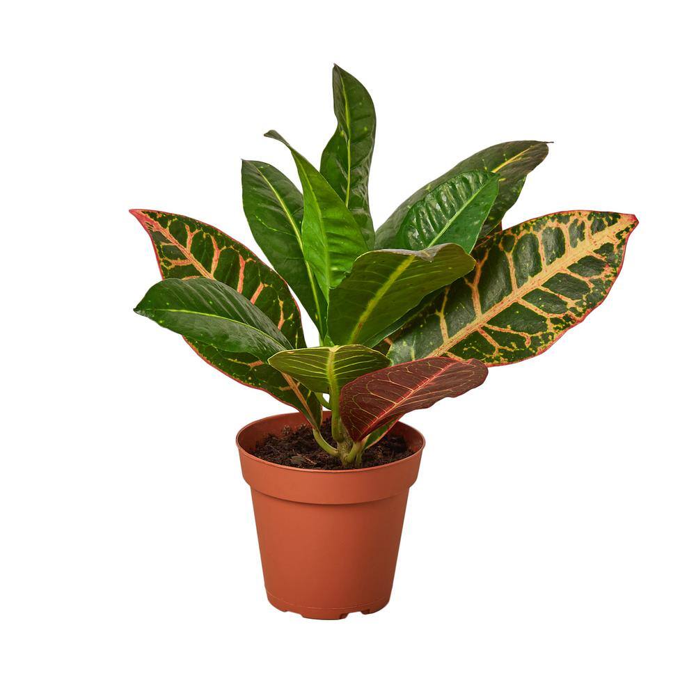 Joseph's Coat Croton Petra Plant in 4 in. Grower Pot 4_CROTON_PETRA