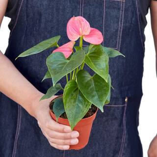 Pink (Anthurium) Plant in 4 in. Grower Pot 4_ANTHURIUM_PINK