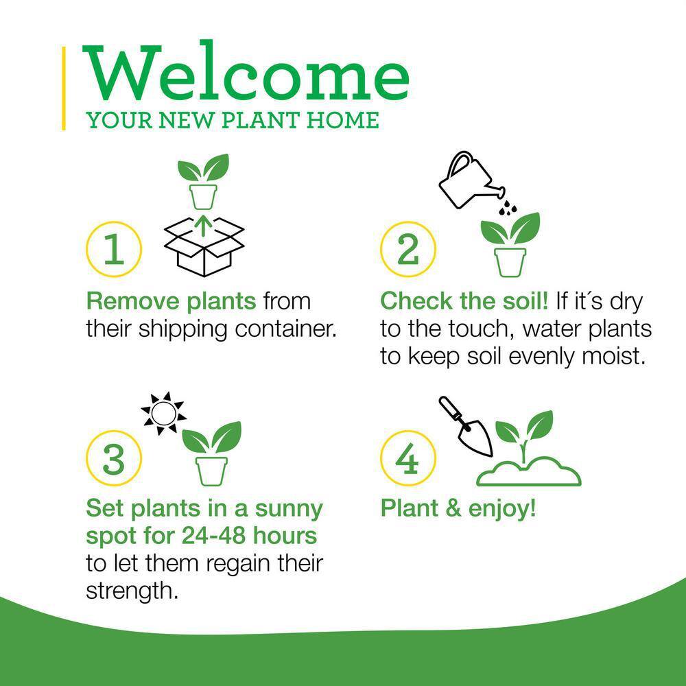 Bonnie Plants 19 oz. Garden Sage Herb Plant 5100