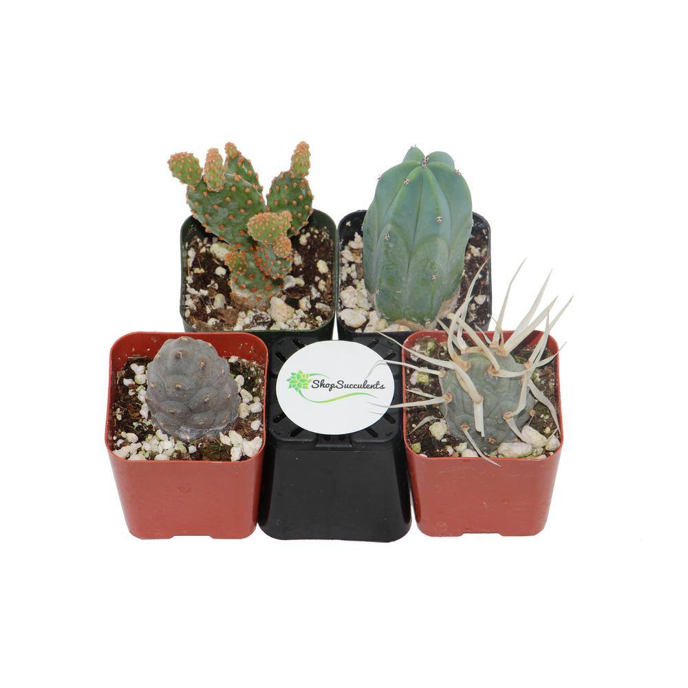 Shop Succulents 2 in. Cactus and Succulent (Collection of 4) CS4