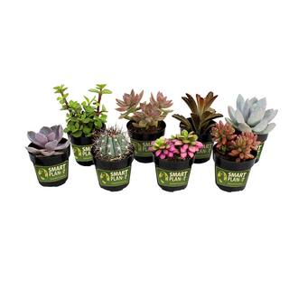 SMART PLANET 2.5 in. Assorted Succulents Plants (8-Pack) 0880056