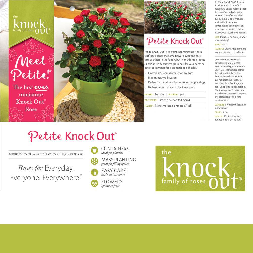 KNOCK OUT 1.5 Gal. Petite Knock Out Rose Bush with Red Flowers 13417