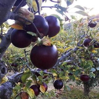 5 gal. Arkansas Black Apple Tree APPARK05G
