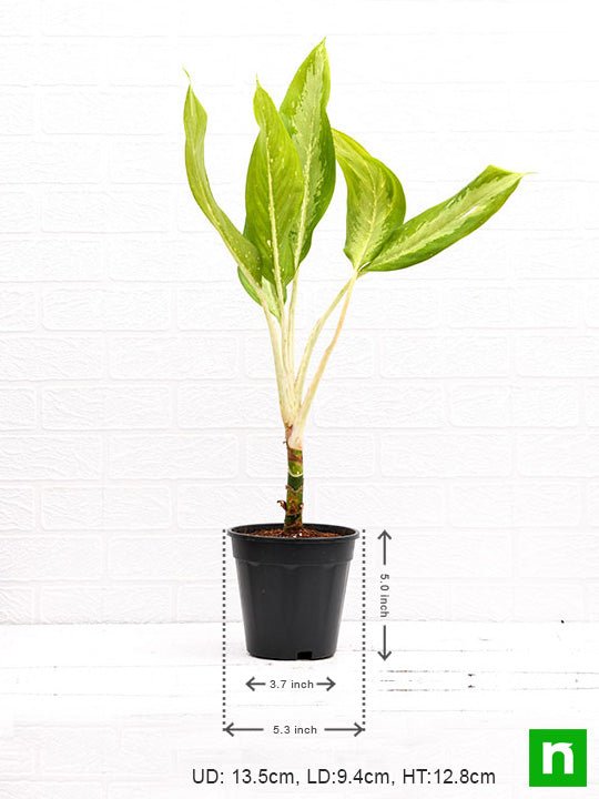 Aglaonema Diamond Bay - Plant