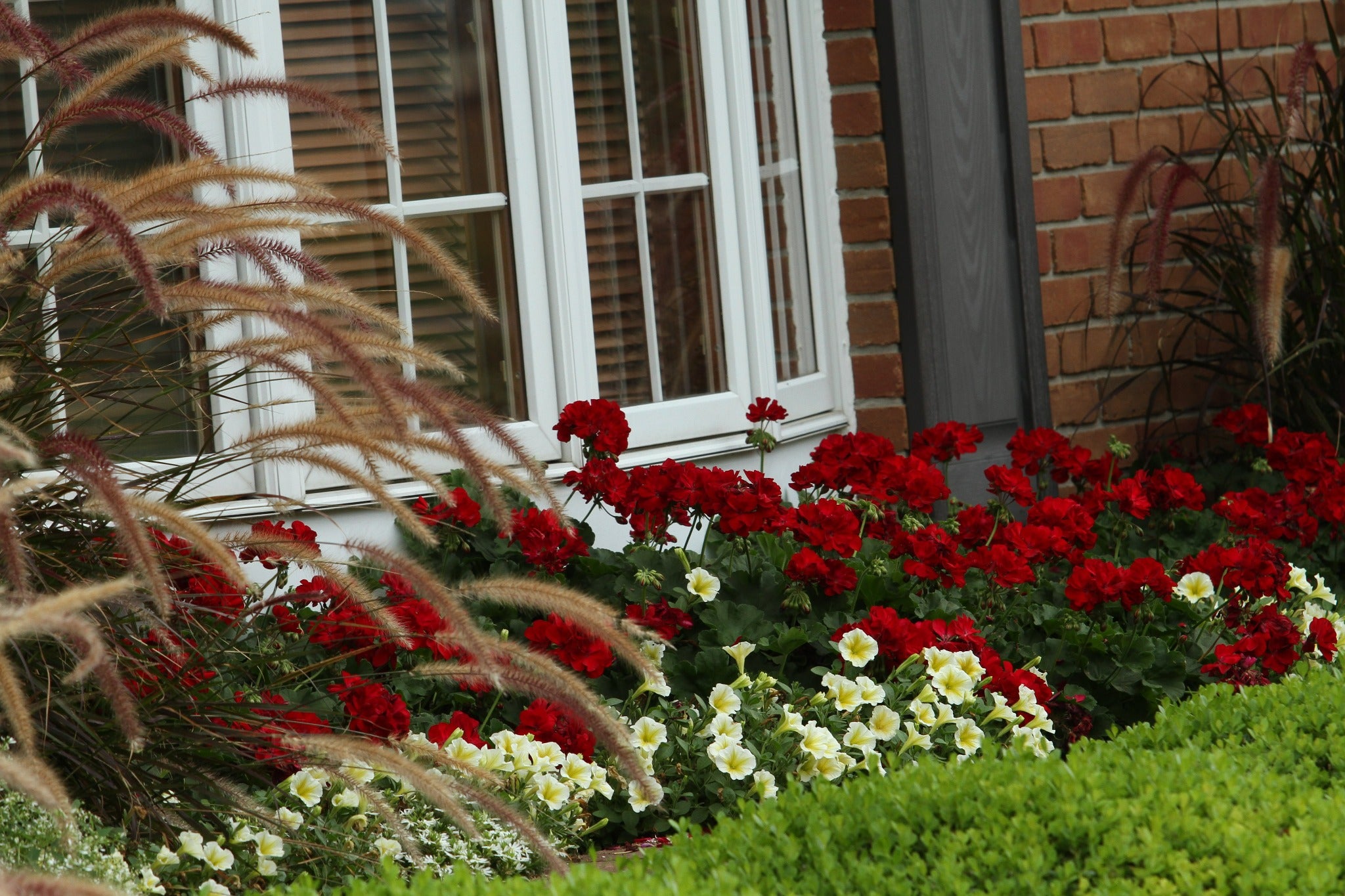 4.25 in. Eco+Grande， Boldly Dark Red Geranium (Pelargonium) Live Plant， Red Flowers (4-Pack)