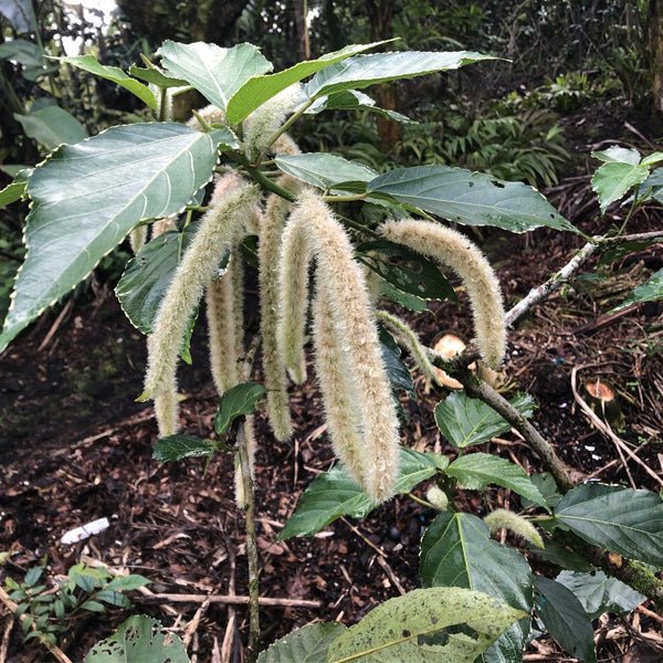 Acalypha hispida rubra - Plant