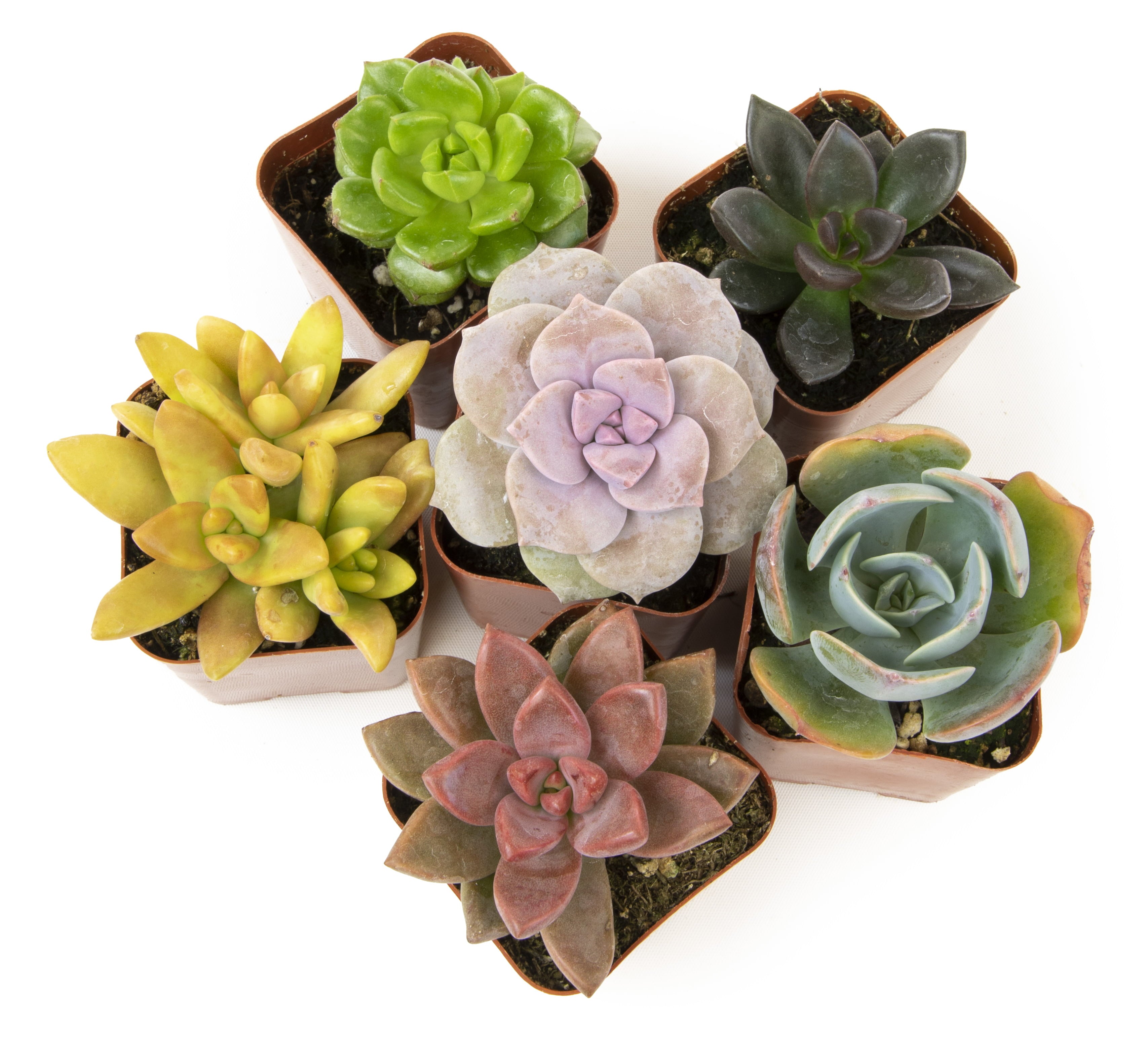 Element by Altman Plants Multicolor Succulent， Live Indoor House Plants with Grower Pots ， 2 inch ， Pack of 6