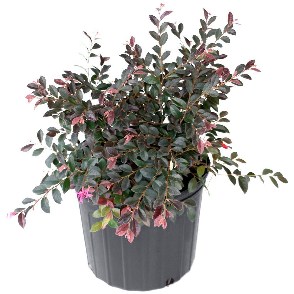 national PLANT NETWORK 2.25 Gal. Loropetalum Daruma Flowering Shrub with Fuchsia Flowers HD7171