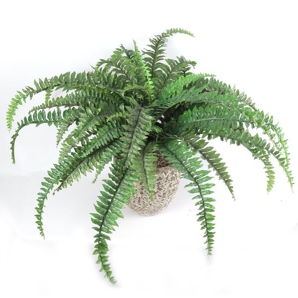 Green Oasis Boston Fern