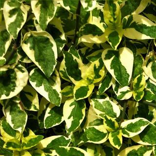 national PLANT NETWORK 2.25 Gal. Abelia Hopleys Flowering Shrub with Pink Blooms HD7131