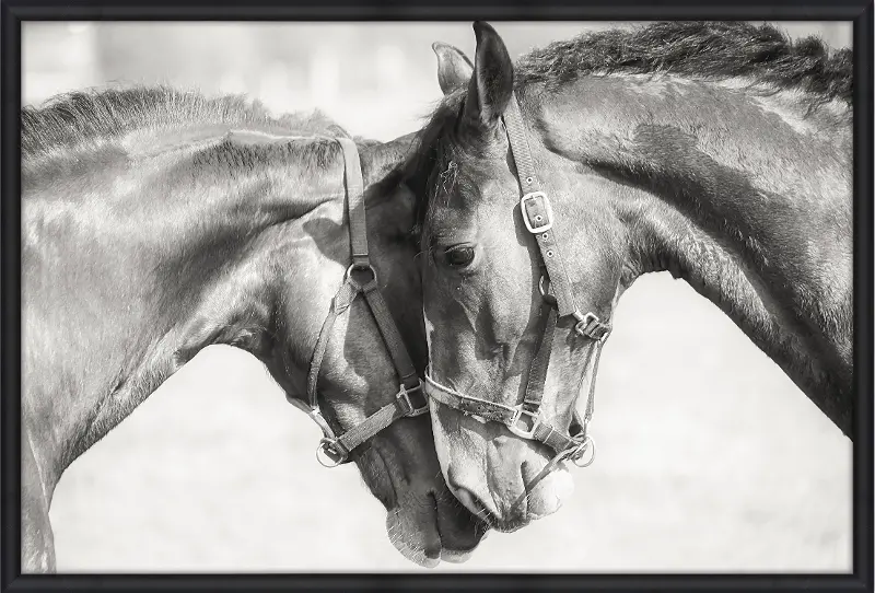 Black and White Two Horses Framed Canvas Wall Art