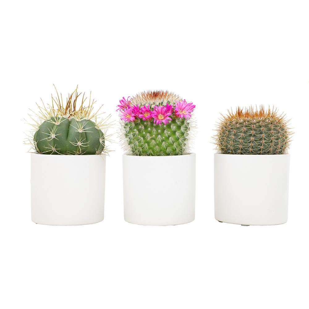 SMART PLANET 2.5 in. Assorted Cactus in White Matte Cylindrical Pot (3-Pack) 0872548