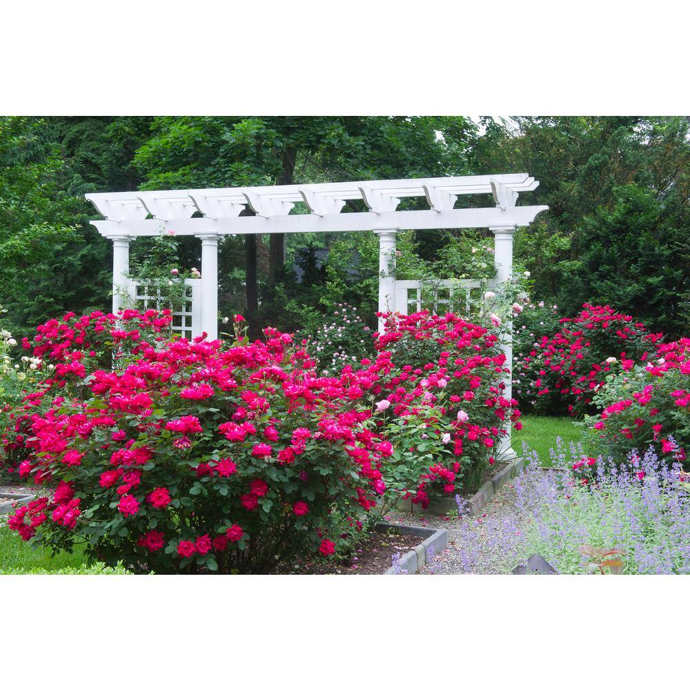 KNOCK OUT 2 Gal. Red Double Knock Out Rose Bush with Red Flowers KNO-DRE2