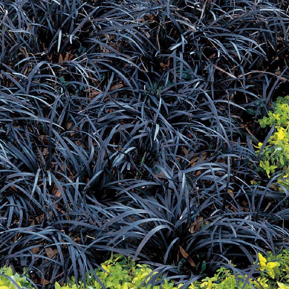 Online Orchards 1 Gal. Black Mondo Grass - Striking Dark Color Contrasts Beautifully Against Green and Purple Plants GROR010