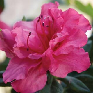 ENCORE AZALEA 3 Gal. Autumn Rouge Shrub with Ruffled Bright Pink Reblooming Flowers 80533