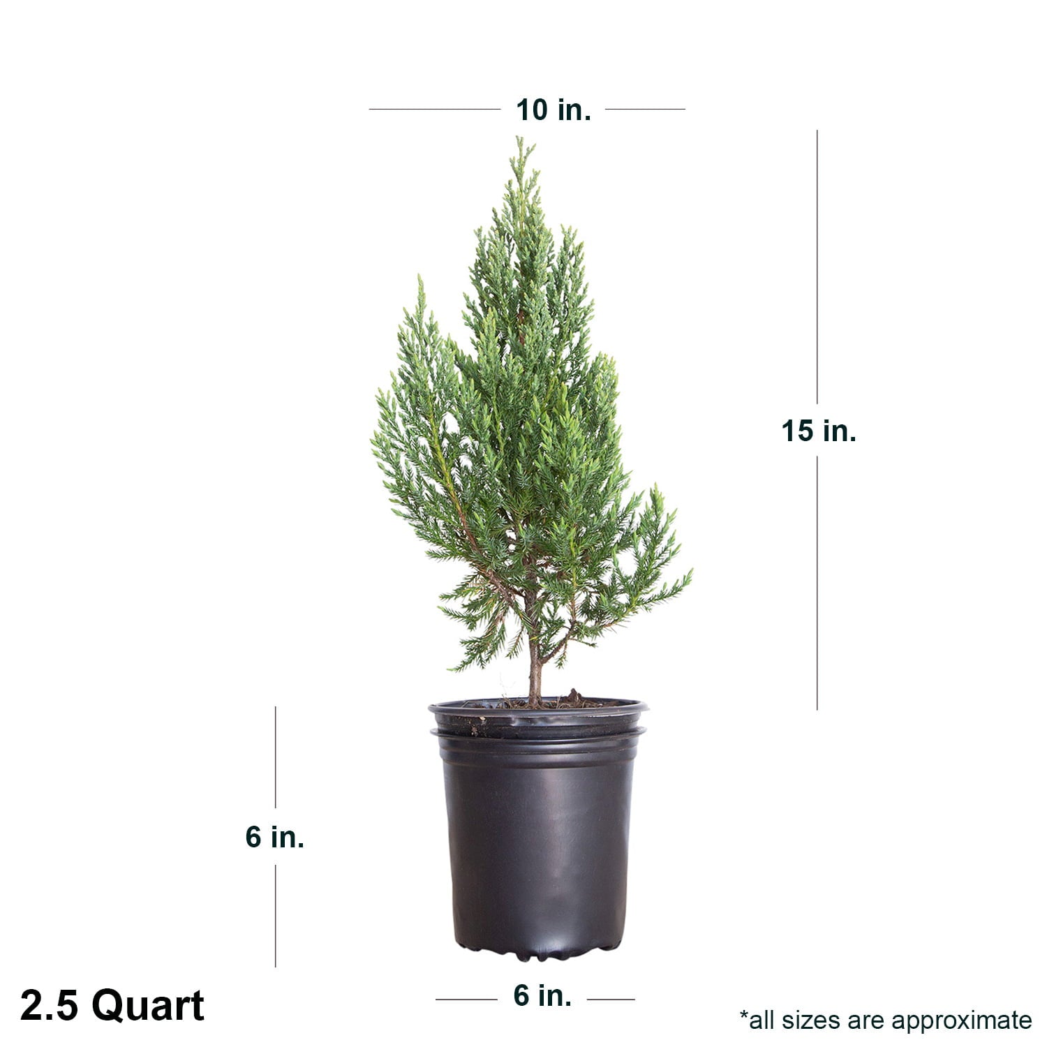 Blue Point Juniper (2.5 Quart) Evergreen Tree with Blue-Green Foliage - Full Sun Live Outdoor Plant