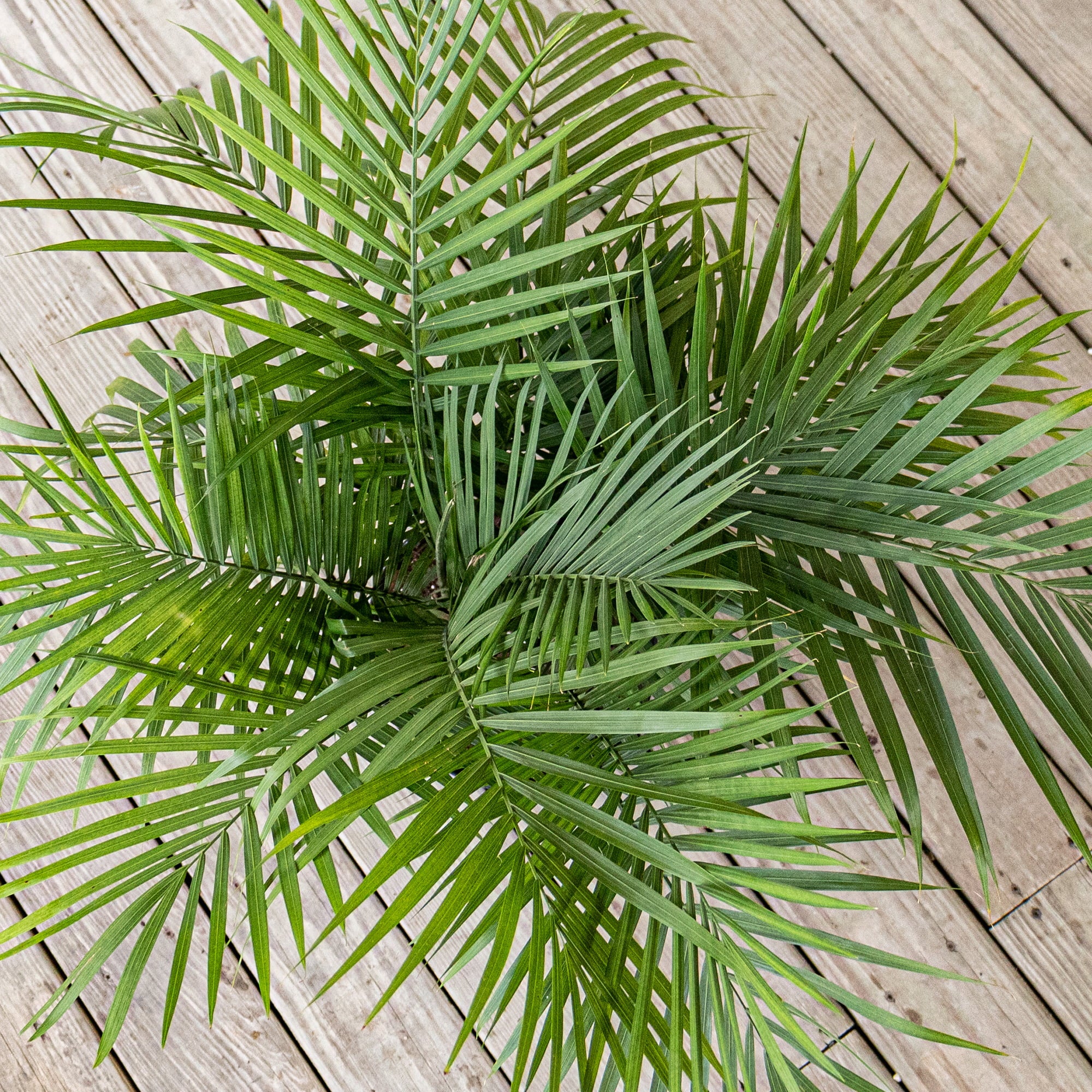 United Nursery Live Majesty Palm Indoor Plant 24-34 inches Tall  with Green Fronds in 9.25 inch Grower Pot