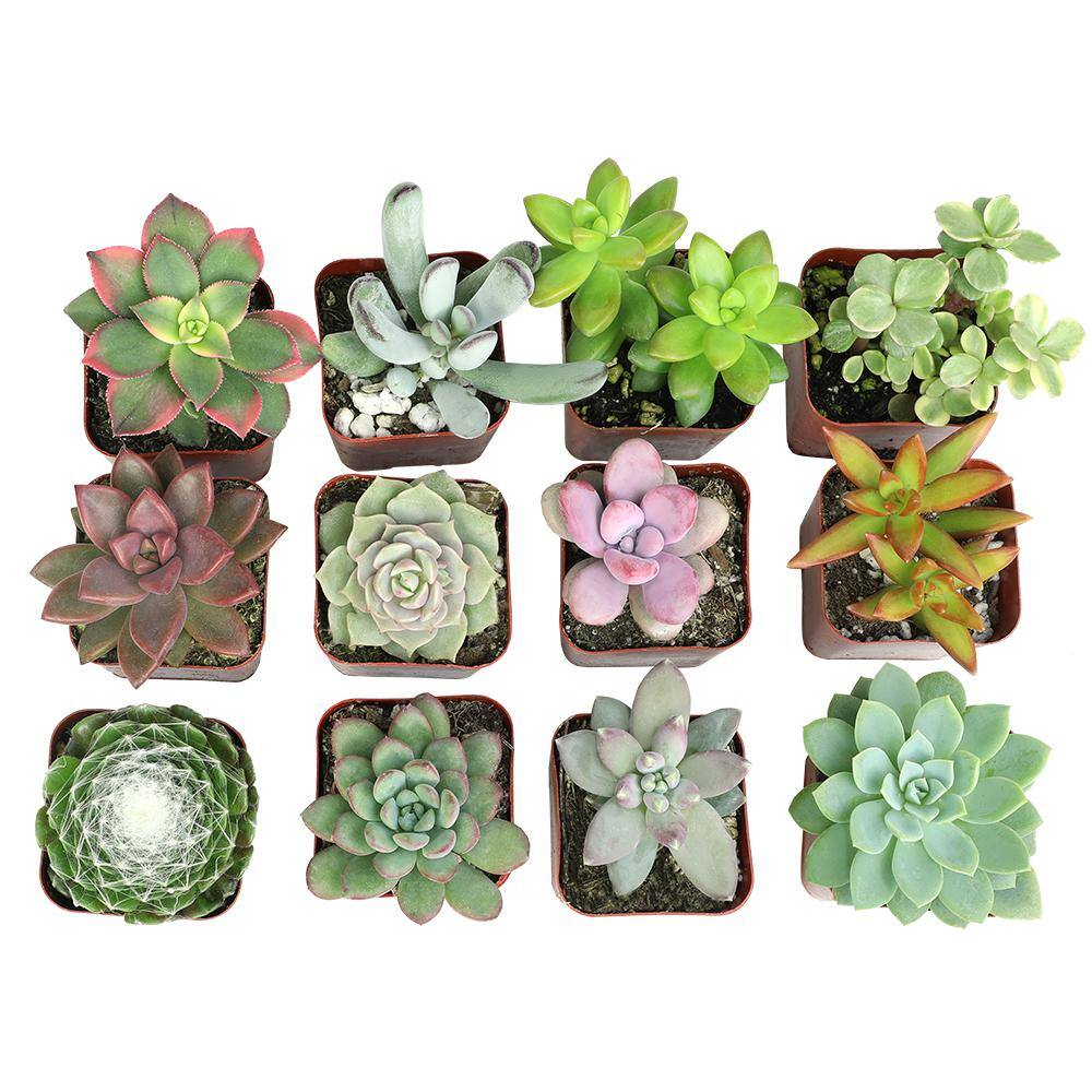 SMART PLANET Assorted Mini 2 in. Succulent (12-Pack) 0881149