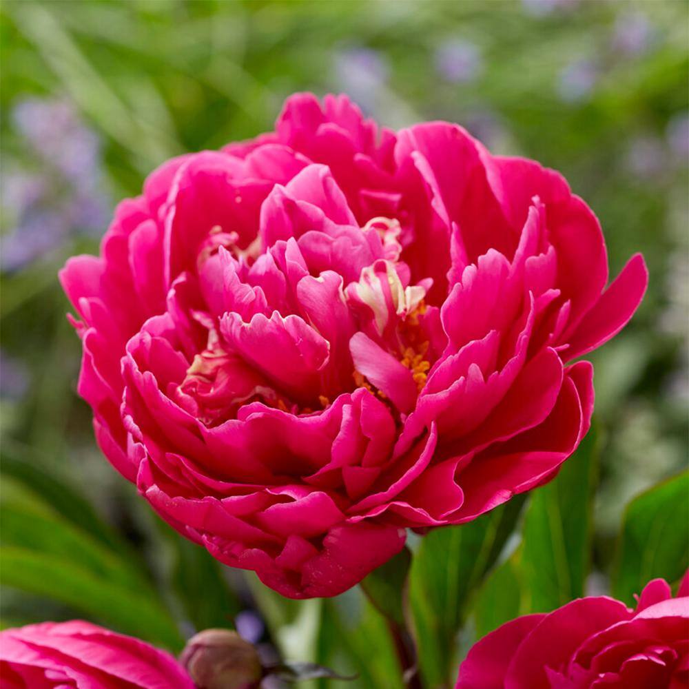 Garden State Bulb 23 Eyes Karl Rosenfield Peony Flower Bulbs Bare Roots (Bag of 9) ECS-71-09-03