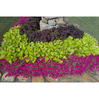 PROVEN WINNERS 4.25 in. Eco+Grande Sweet Caroline Sweetheart Lime Sweet Potato Vine (Ipomoea) Live Plant Lime Green Foliage (4-Pack) IPOPRW5197504