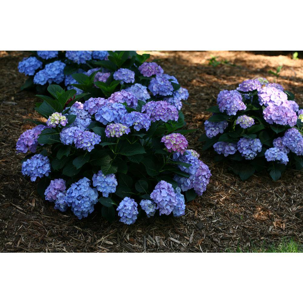 PROVEN WINNERS 4.5 in. Qt. Let's Dance Blue Jangles Reblooming Hydrangea Live Shrub Blue or Pink Flowers HYDPRC2527800