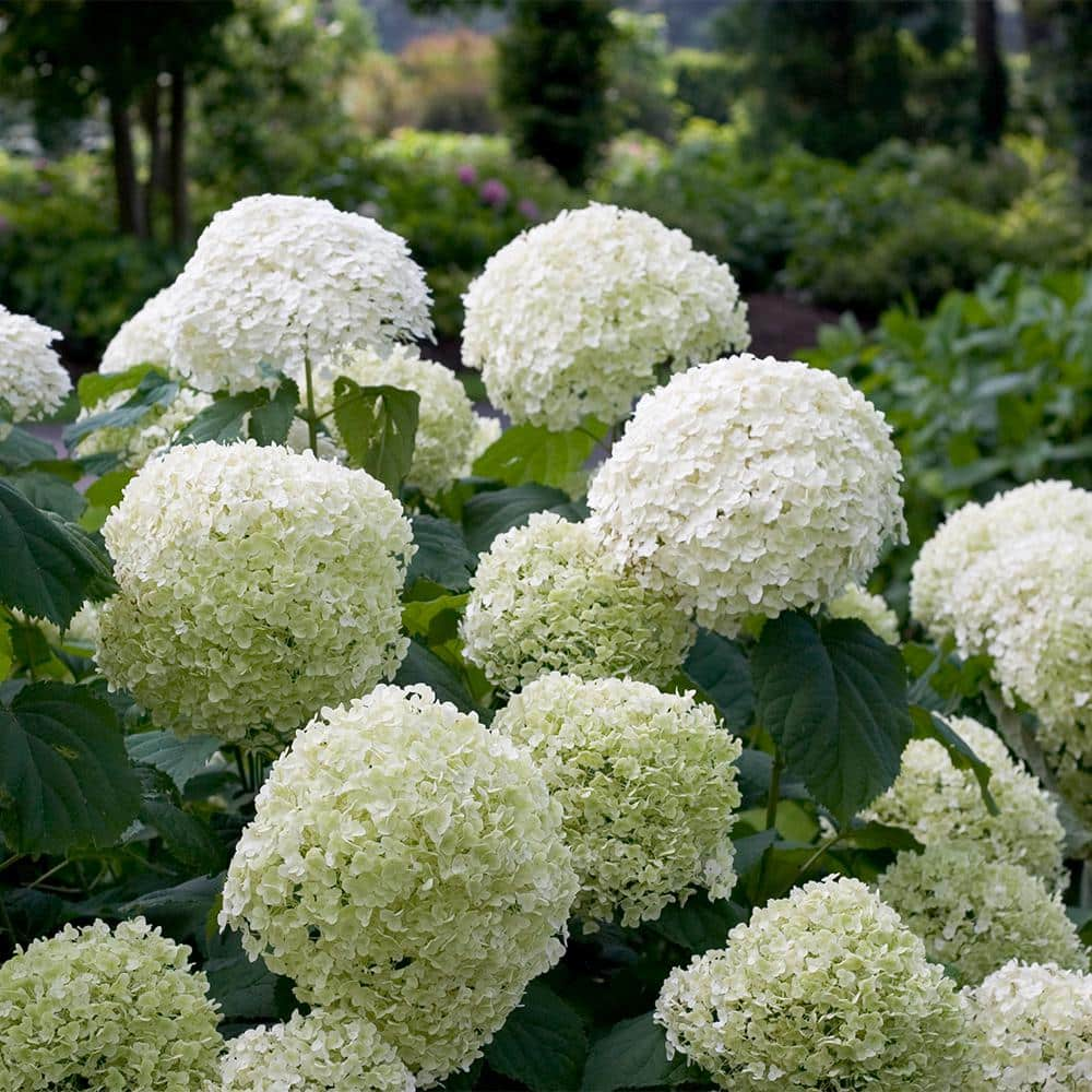 PROVEN WINNERS 5 Gal. Incrediball Hydrangea Shrub with Enormous White Blooms 18132