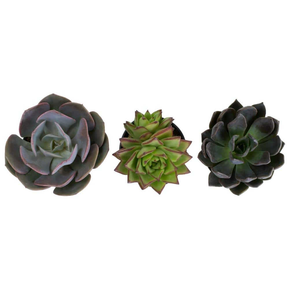 SMART PLANET 9 cm. Assorted Desert Rose Echeveria Succulent Plant (3-Pack) 0881005