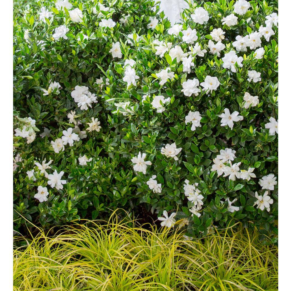 SOUTHERN LIVING 2.5 Qt. Jubilation Gardenia Live Evergreen Shrub White Fragrant Blooms 2096Q