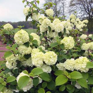 FIRST EDITIONS 2 Gal. Opening Day Doublefile Viburnum Live Shrub with Bright White Flowers 17542