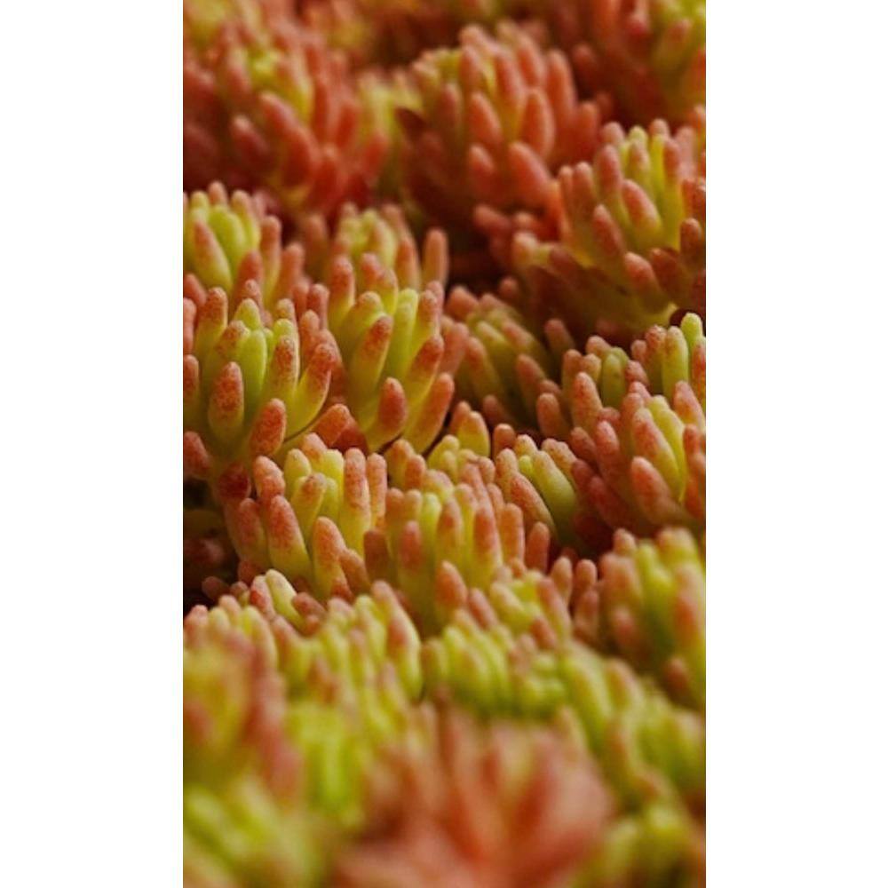 Zeus  Ruta Sedum Blue Carpet Plants Pet-Safe Spreading in Pots (3-Pack) W1009-SC3