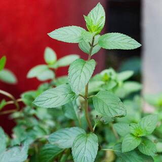 Bonnie Plants 19 oz. Mint Chocolate Herb Plant 5105