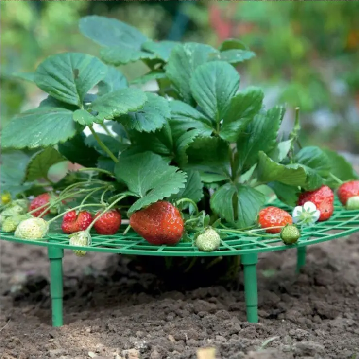 Strawberry Growing Rack Plastic Strawberry Support  Fruit Strawberry Stand Plant Climbing