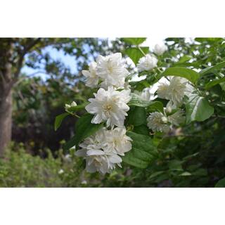Online Orchards 1 Gal Minnesota Snowflake Mock Orange Shrub SBMO001
