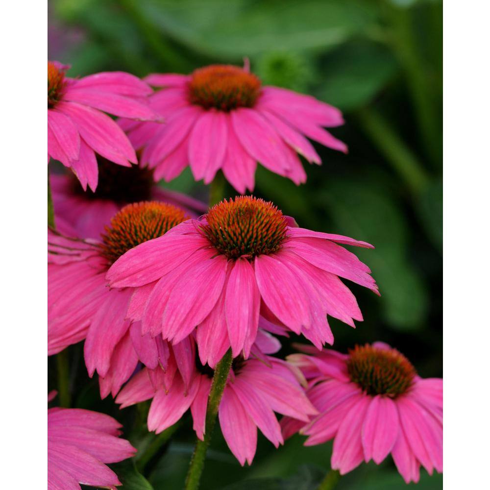 BELL NURSERY 2 Gal. Color Pot Echinacea Purple Live Perennial Plant (1-Pack) CNFLW2PUR1PK