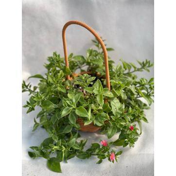 Red Aptenia Cordifolia Herb Plant (1-Pack) Herbs-1