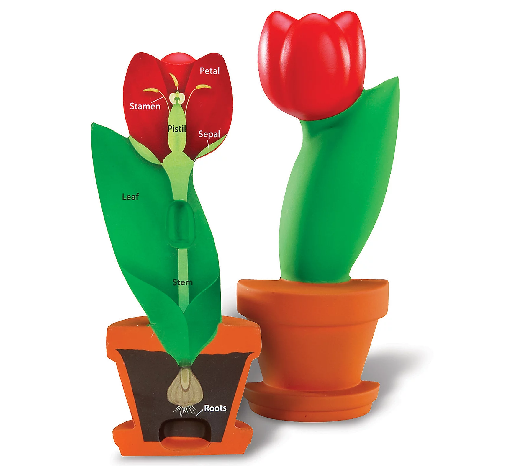 Learning Resources Cross-Section Flower Model Toy