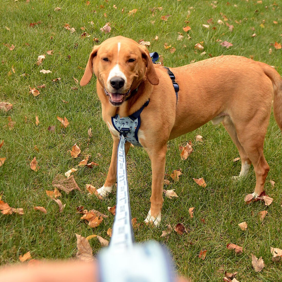 LIFE IS GOOD Canvas Overlay Good Vibes Dog Leash