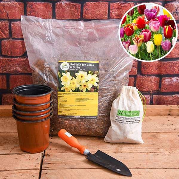 Beautiful Tulip Bulbs - Garden Pack