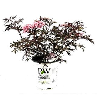 PROVEN WINNERS 2 Gal. Black Lace Elderberry (Sambucus) Lives Shrub with Pink and White Blooms O83092W