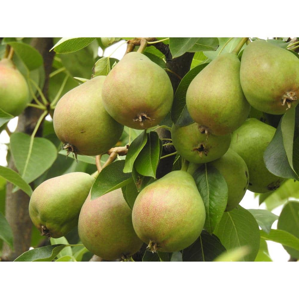 Online Orchards Dwarf Bartlett Pear Tree Bare Root FTPR001