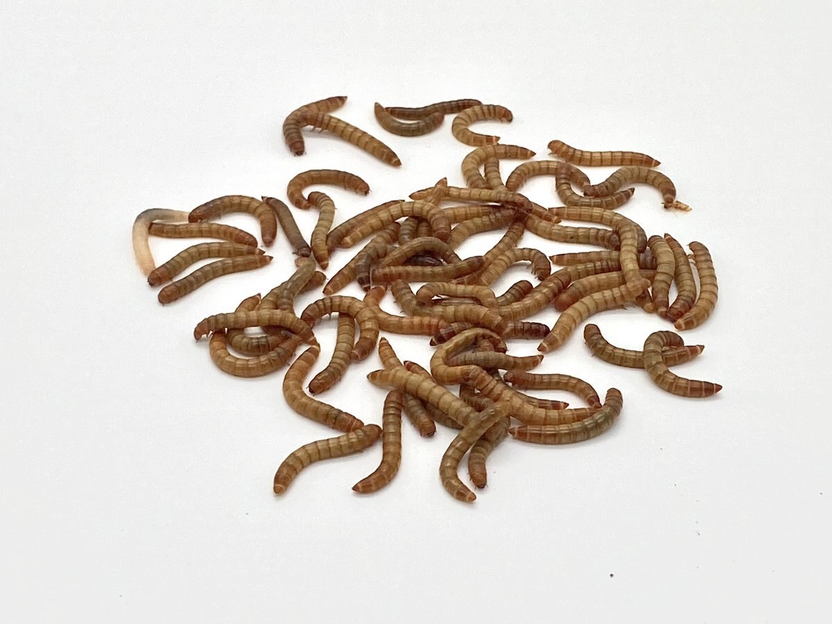 Phat Jack Farms Live Mealworms Reptile Treats， Medium