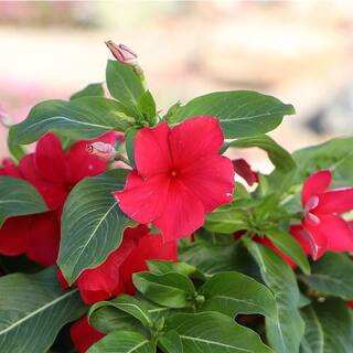 ALTMAN PLANTS 1-Gallon Vinca Plant Red Flowers (Single) 0881453