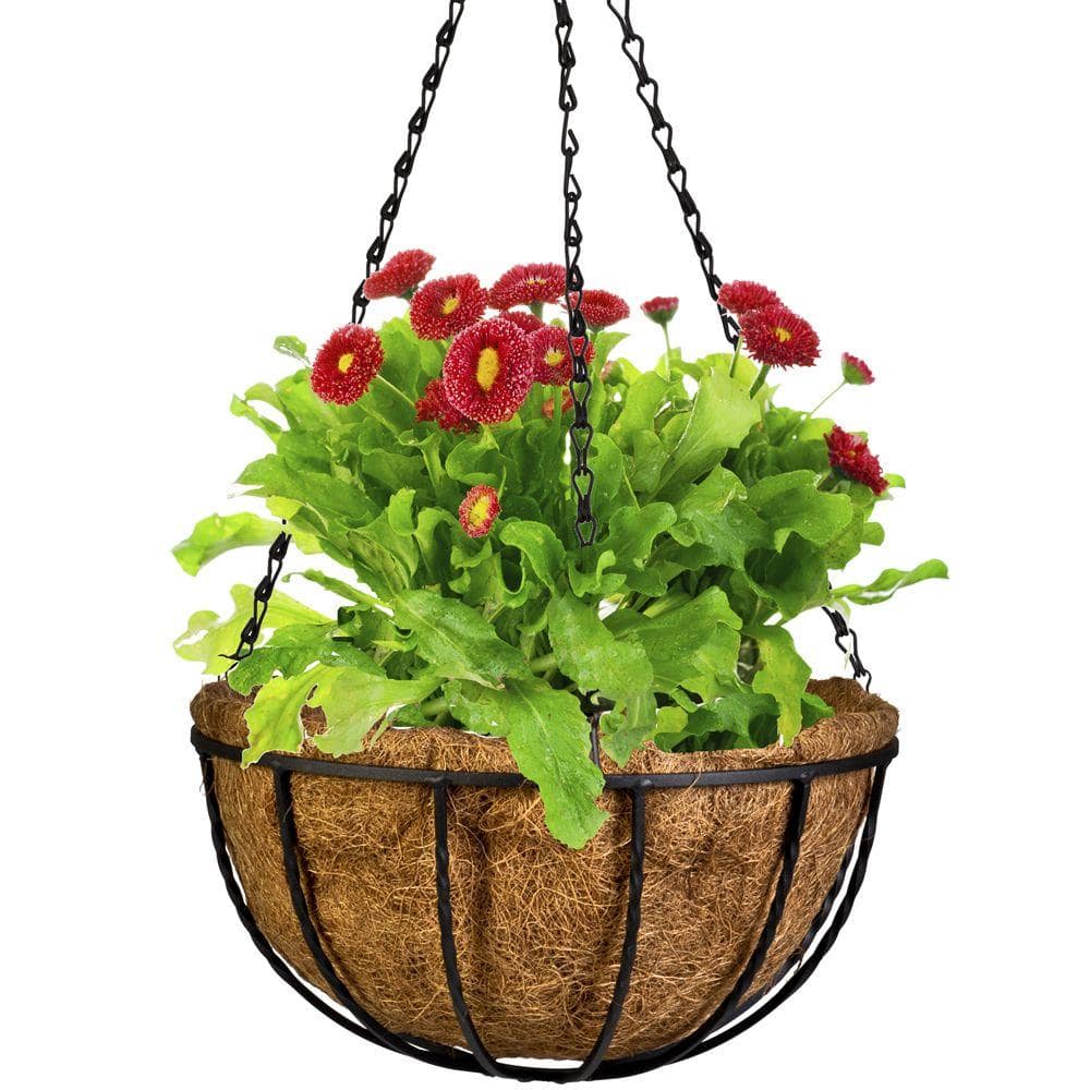 Gilbert  Bennett Canterbury 12 in. Metal and Coconut Liner Hanging Basket HBCB12-B