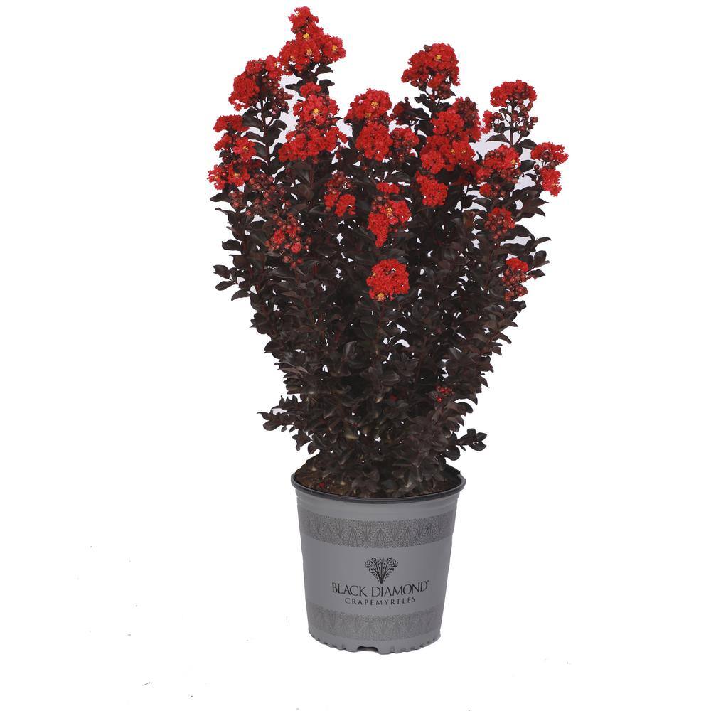 BLACK DIAMOND 2 Gal. Radiant Red Deciduous Crape Myrtle Tree 17885