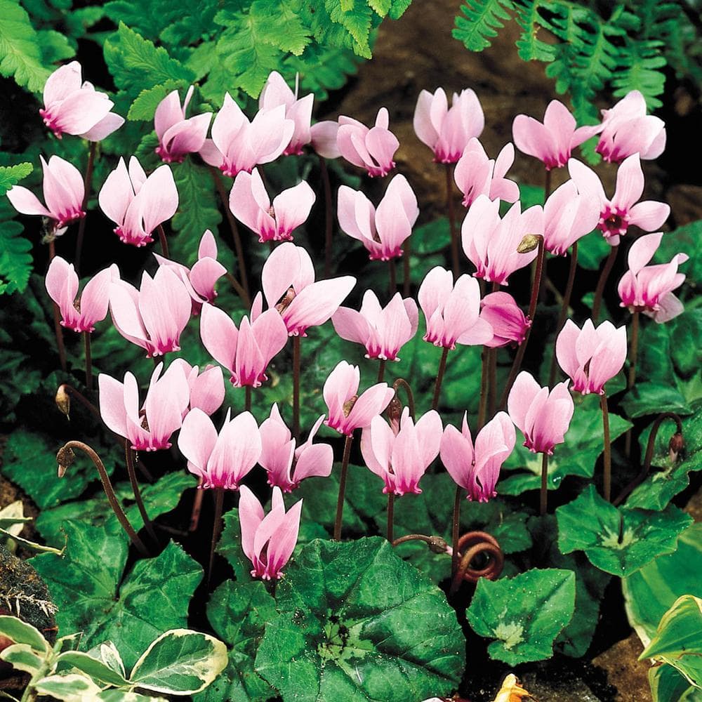 Breck's Hardy Cyclamen Bulb Mixture Red and Pink Colored Flowers (3-Pack) 39784