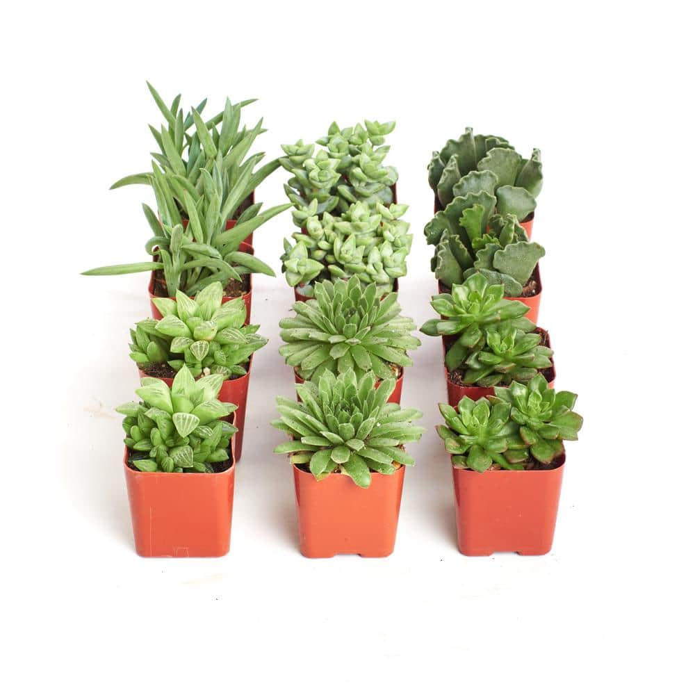 Shop Succulents 2 in. Green Succulent (Collection of 12) G12