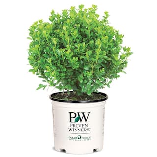 PROVEN WINNERS 2 Gal. Sprinter Boxwood Shrub with Glossy Evergreen Foliage 16875