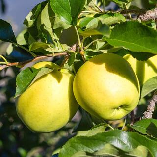 Golden Delicious Apple Tree APPGOL05G